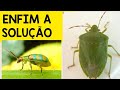 🌱 FUROS NAS FOLHAS NUNCA MAIS! ACABE COM VAQUINHAS E PERCEVEJOS DA HORTA