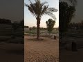 أصوات العصافير في الطبيعة The Sounds Of Birds In Nature 