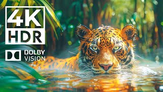 ANIMALS KINGDOM 4K HDR | with Cinematic Sound (Colorful Animal Life)