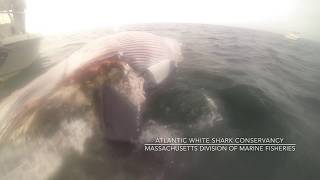 Atlantic White Shark Research: Field Report #2