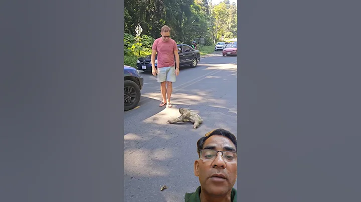 Man Rescues Stranded Sloth with Help from Another