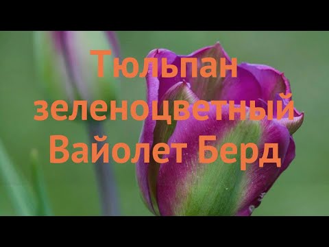 Видео: Что такое тюльпаны Viridiflora – Узнайте о выращивании луковиц тюльпанов Viridiflora