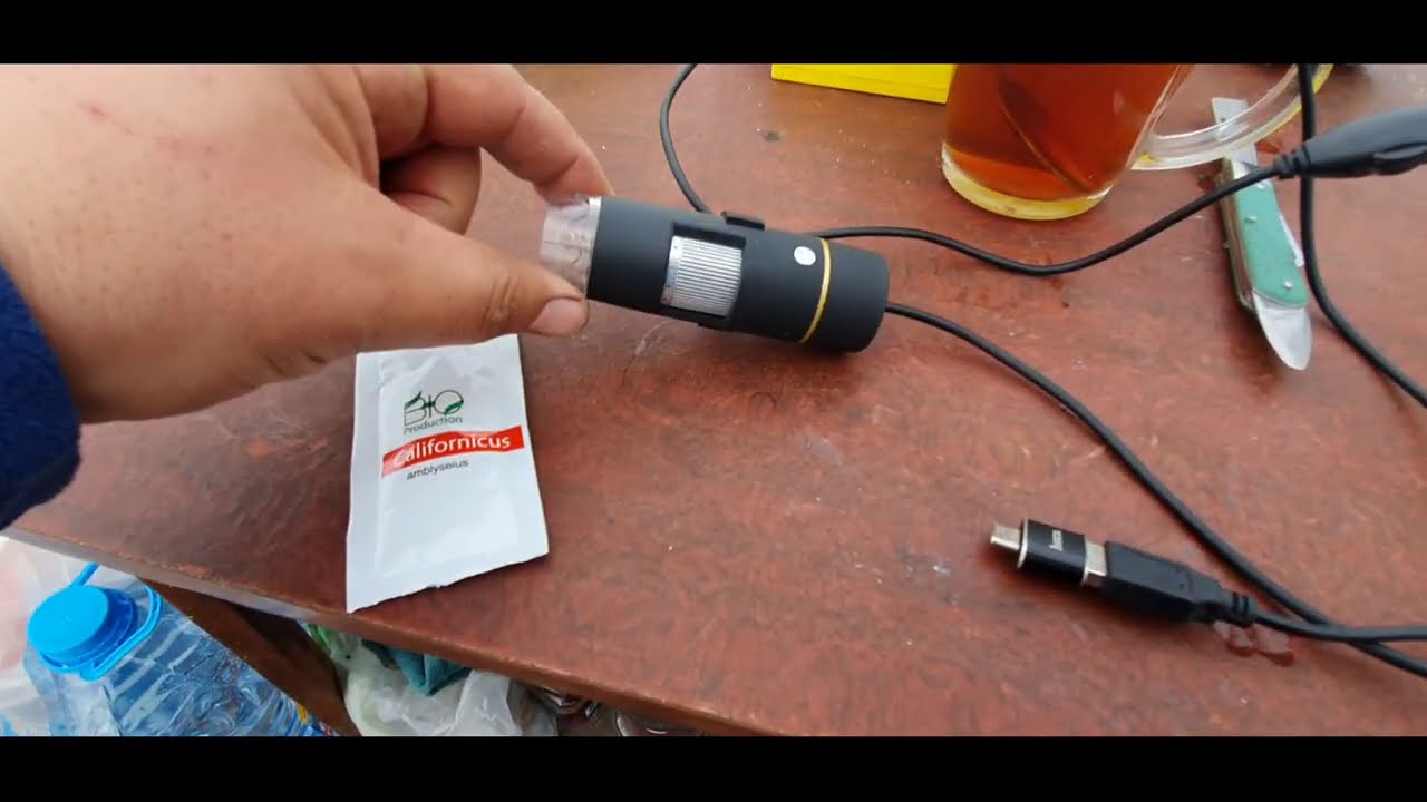 Клещи энтомофаги под микроскопом.