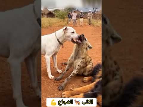 الكلب أمسك لسان الضبع  موسيقار  النظافه   البخل  المراه وحش