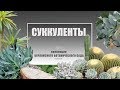 Суккуленты | Коллекция Берлинского ботанического сада