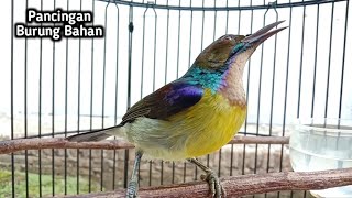 kolibri kelapa | manggar | wiceh | pancingan korlap bahan agar cepat bunyi gacor