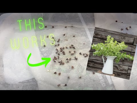 Video: Hageklokker og klokkekrukker - Bruk av blomsterklokkekrukker i hagen