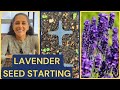 How to grow lavender from seed 