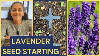 How To Grow Lavender From Seed