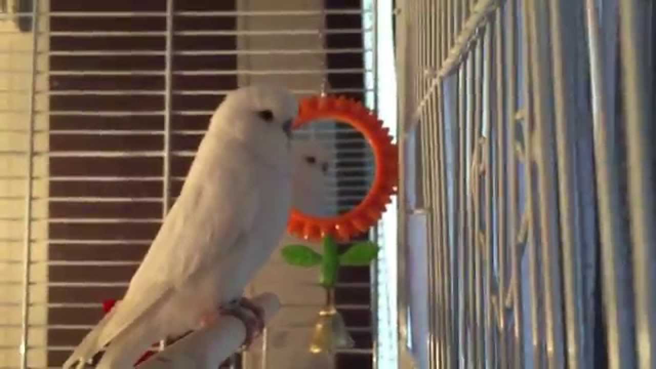 Wee Snowy The Budgie Nice n Quiet YouTube