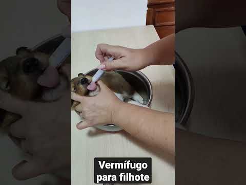 Vermífugo para filhote