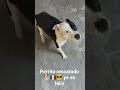 que hermoso perrito rescatado 🐕🇲🇽 #perros
