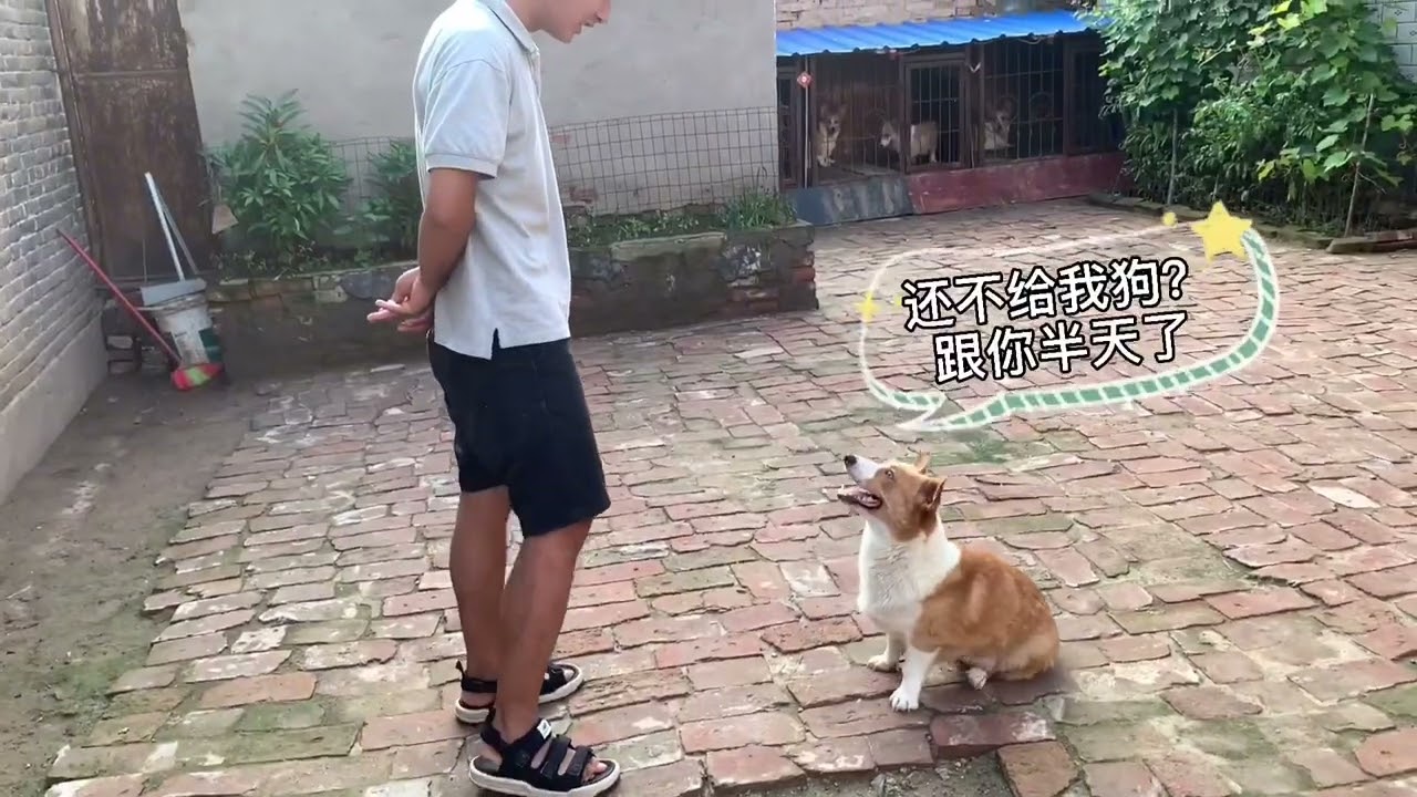 狗妈贪玩不管小奶狗，主人趁机将小狗藏起来，狗妈反应令人感动