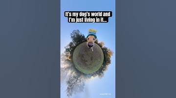 POV: You’re a golden retriever  #insta360 #insta360x3