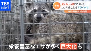 【特集】住宅街に野生動物・・・コロナ禍で急増するワケ