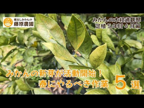 ミカンページ Amazon | 大王製紙 画用紙 再生色画用紙 四ツ切サイズ 100枚入