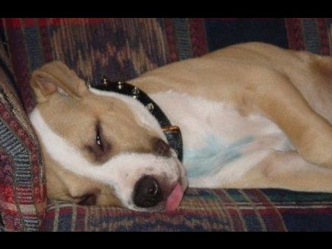IF YOU LAUGH YOU LOSE THE CHALLENGE - These FUNNY SLEEPY DOGS will make your day!