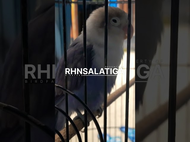 Real Fighter Jadi Konslet#rhnsalatiga #lovebird#kicaumania #lovebirdkonslet class=