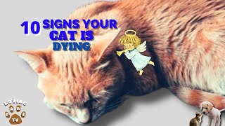 10 Agonizing Signs Of A Loving Pet Cat Dying by Loving Paws TV 93,779 views 2 years ago 5 minutes, 33 seconds