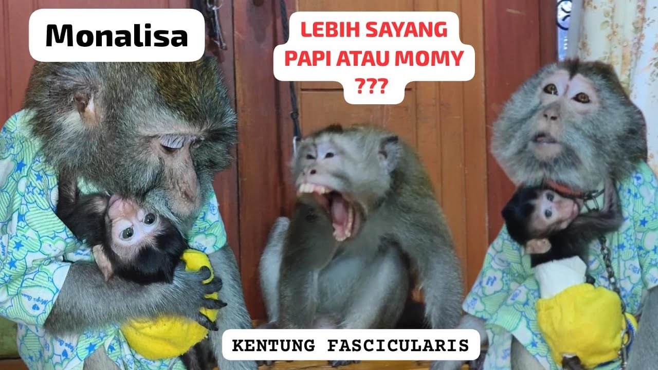 Reaksi Monyet Jantan Bertemu Anak KandungNya‼️Kentung bertemu Lala
