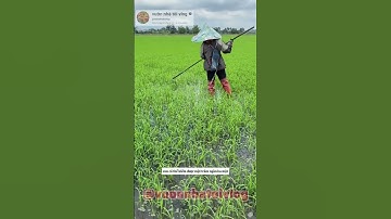 bất ngờ xem được nghề dặm lúa mướn kiểu miền tây #shorts