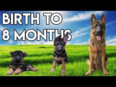 how much should a 4 month old german shepherd weight