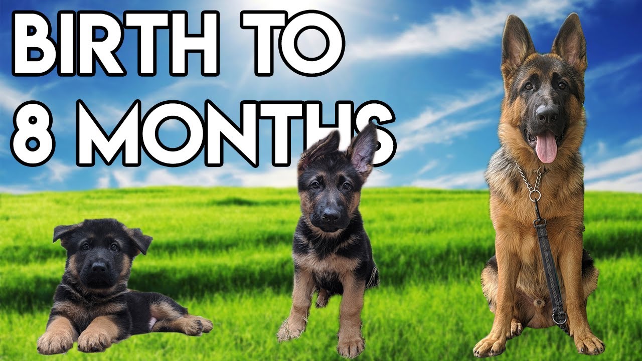 how quickly do german shepherds grow