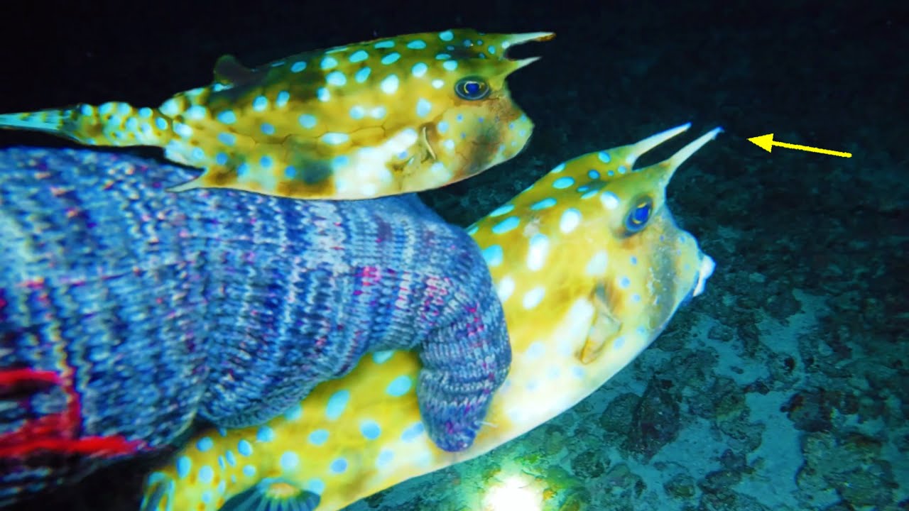 Loài Cá Có Sừng Như Thời Khủng Long | Lặn Biển Trường Sa Cá Mú Mực Nang ...