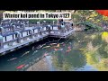Winter koi pond in Tokyo(Togo shrine, Harajuku, Tokyo)