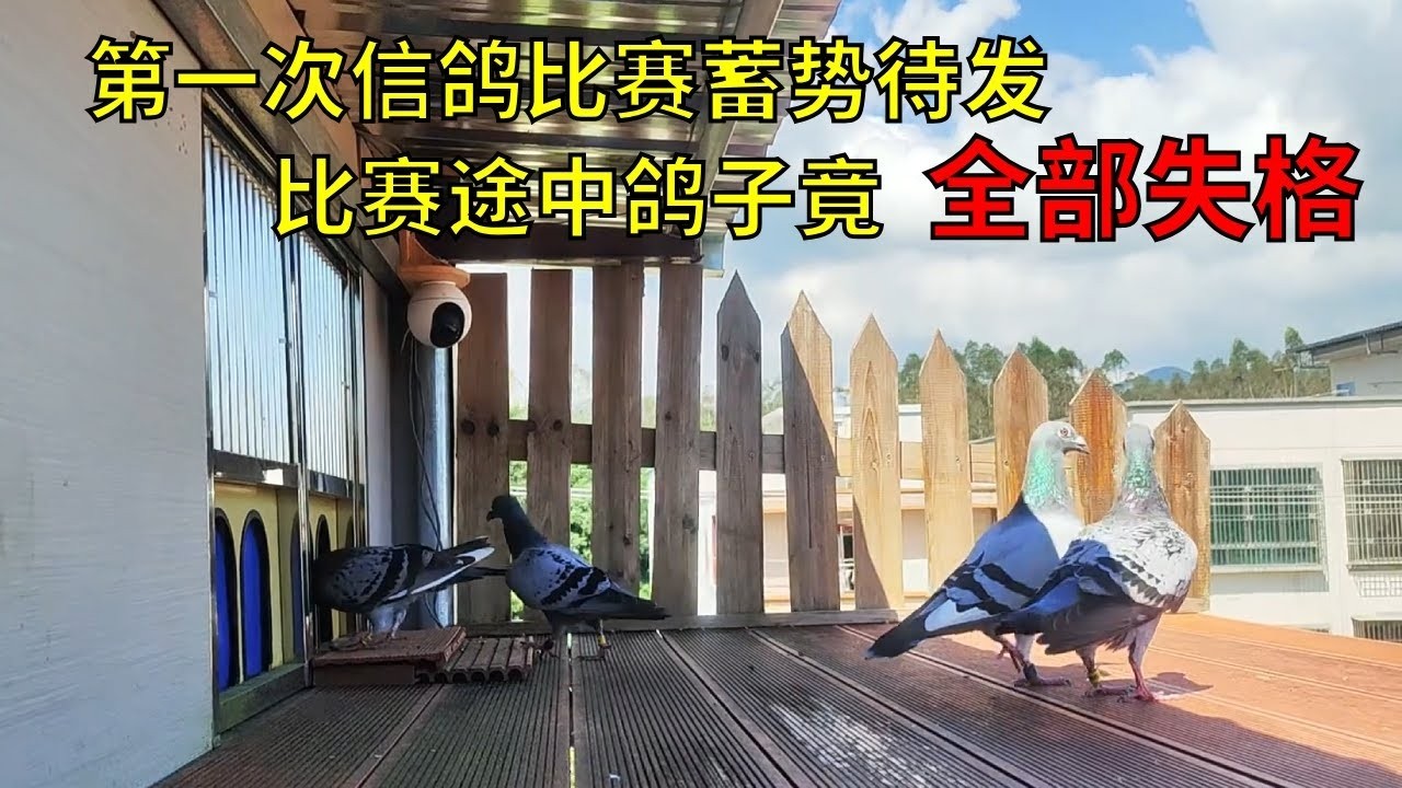 信心十足第一次参加信鸽比赛，最后所有鸽子竟然全部失格，回归原因让人哭笑不得。😂【俏鴿】