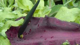 Voodoo Lily Flower