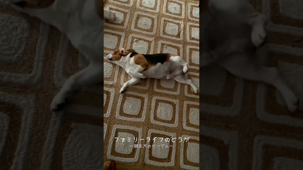 ビーグル 背中がかゆいのぉ 笑 ゴロゴロ かわいい犬の仕草がたまらない Shorts Beagle Dog Everyday ペットのいる暮らし ファミリーライフ Family Life Youtube