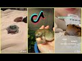 TikTok but it's only frogs and toads [TikTok Compilation]