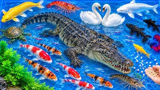 Melepas Ikan ke Kolam Kecil | Menangkap Ikan Mas, Ikan Koi, Ikan Cupang, Ikan Toman, & Ikan Lele 