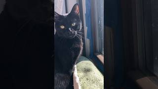 Are you a cat person? #catcontent