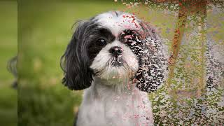 Tpday's cool Shih Tzu Adorable dog breed