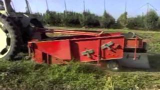 Scavacipolle - Onion Digger COMAR Z645 FO