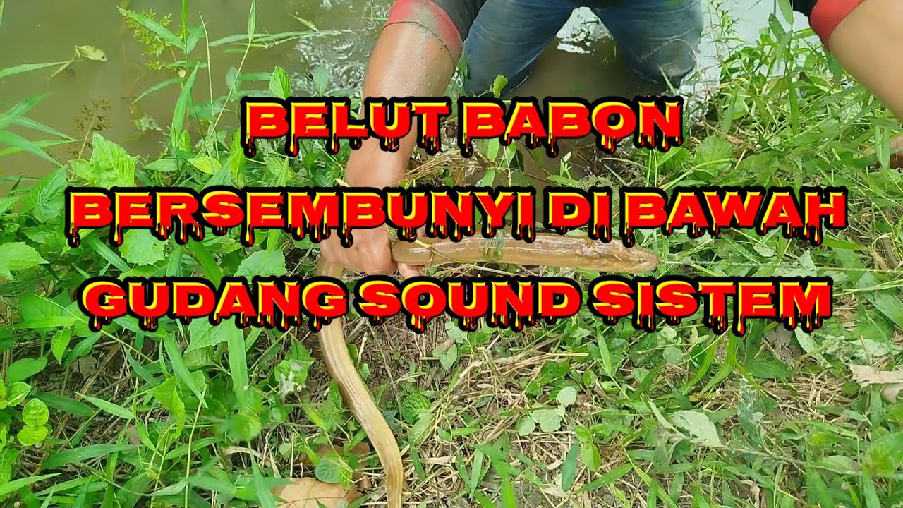 Parah !!! Baru kali ini mancing belut di bawah gudang sound system sampe jebur #mancing #belutbabon