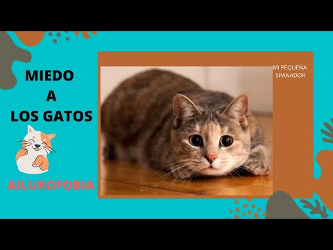 Vídeo: Ailurofobia O Miedo A Los Gatos: Síntomas, Causas, Tratamiento