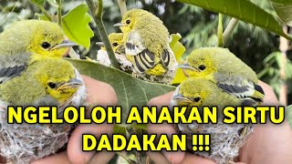 ☑️ Tips mudah dan murah ngeloloh anakan sirtu / cipoh ‼️ Cara ngeloloh anakan sirtu