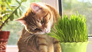 The Mystery is Solved: Why Do Cats Eat Grass?