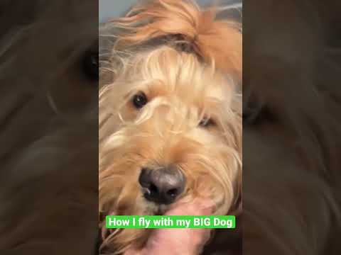 How I Fly With My BIG Dog Goldendoodle Travel Airplane 