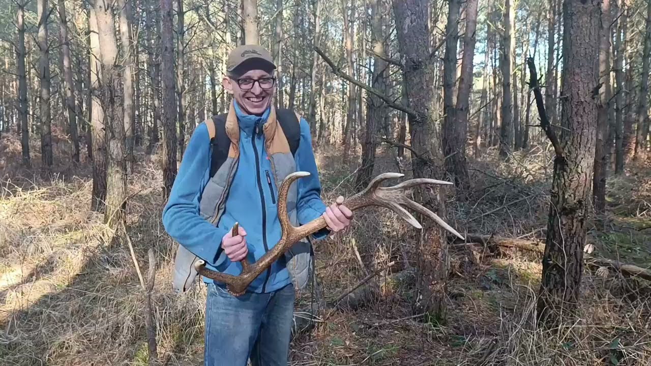 Zrzut do pary. Świeży 14-stak. Parostek + jeleń jeszcze w scypule w lutym. #zrzuty #zrzuty2026 #las