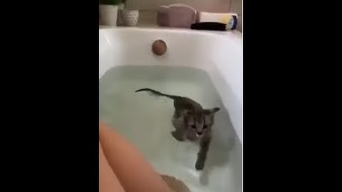 Kucing Lucu Dan Anak Kucing Mengeong. Kompilasi [Hd] || Video Lucu_KUCING