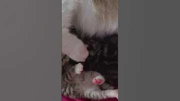 Friends Cat Followers Cat Mothercat Kitten 