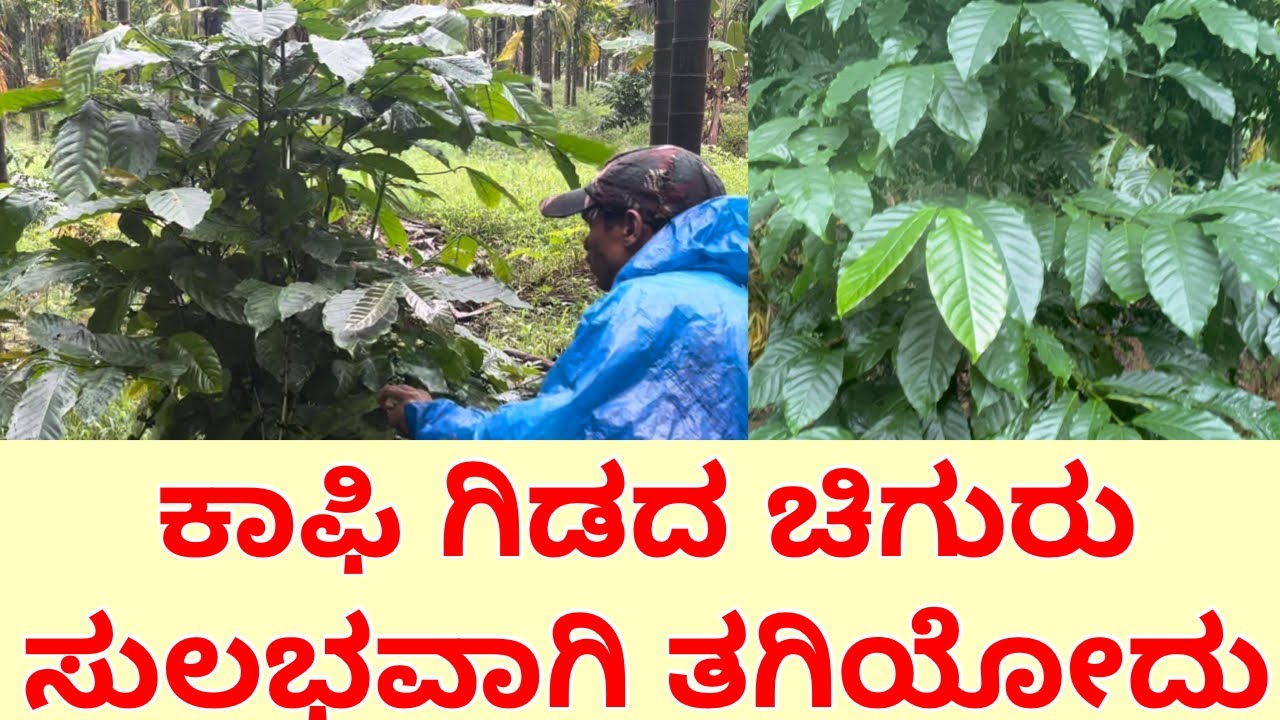ಕಾಫಿ ಗಿಡದ ಚಿಗುರು ವರುಷಕ್ಕೆ ಎಷ್ಟು ಸಲ ತಗಿಯಬೇಕು || coffee plant || coffee plant pruning kannada