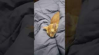 sweet dreams kitty!!! LOL fun pets