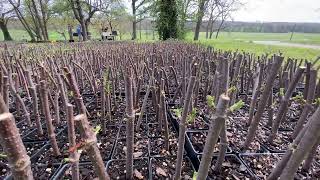 Elderberry Farming - Spring Time Look Around The Farm