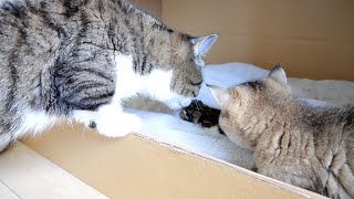Daddy cat Coco meets baby kittens for the first time