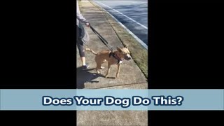 Leash Reactive Pitbull Transformation - True Life K9 by TrueLifeK9 51 views 3 years ago 38 seconds